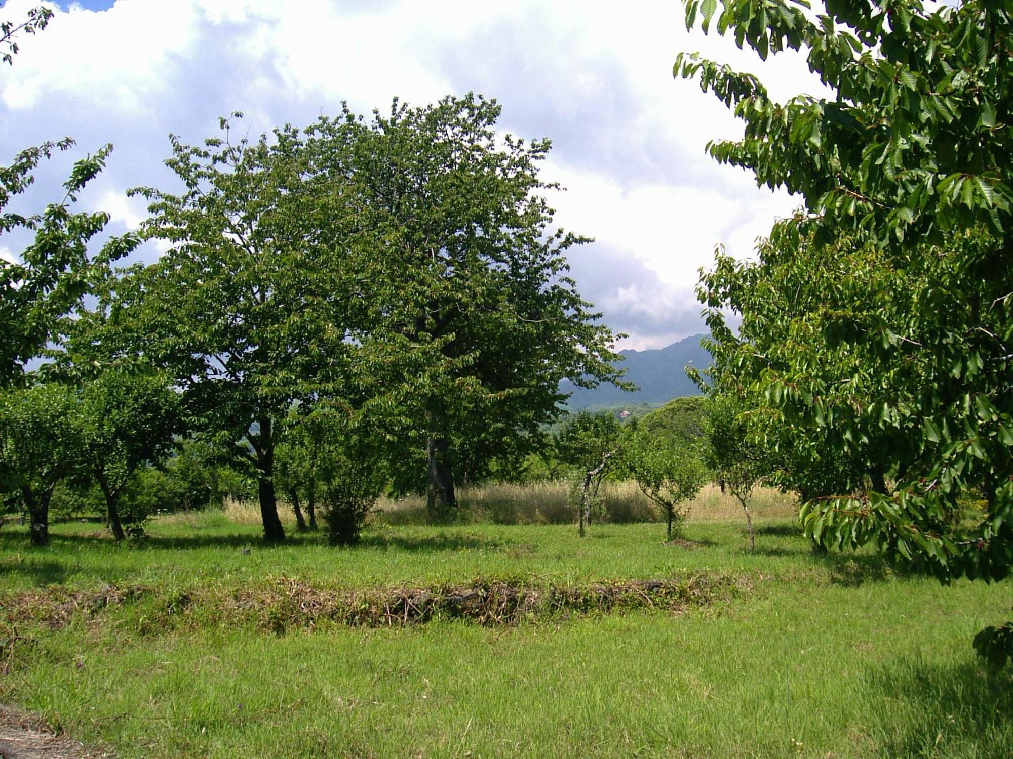 Cirasellaetna Βίλα SantʼAlfio Εξωτερικό φωτογραφία