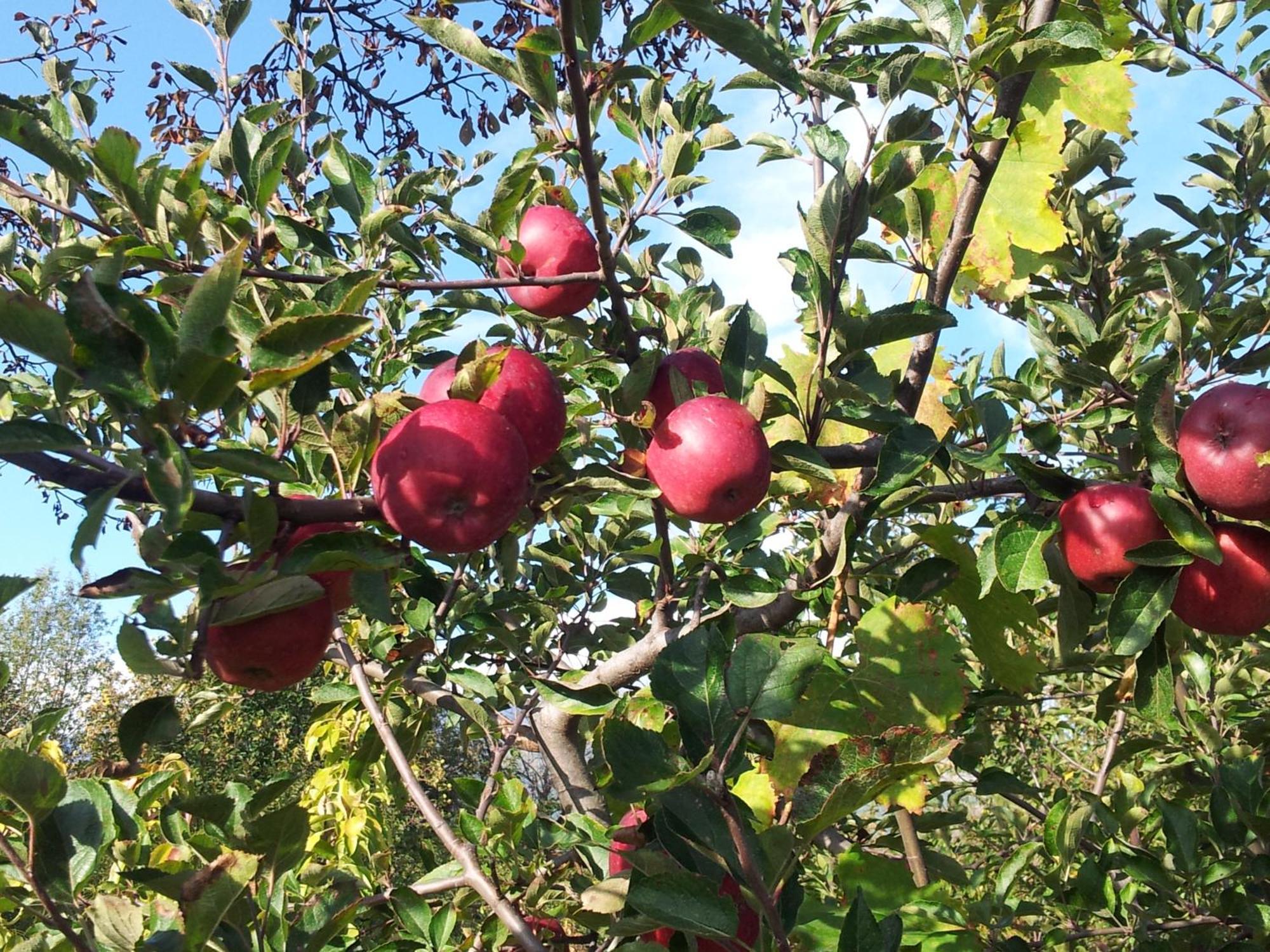Cirasellaetna Βίλα SantʼAlfio Εξωτερικό φωτογραφία